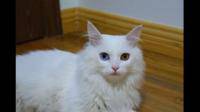 我想问一下，纯白色短毛棕眼睛的猫是什么猫？