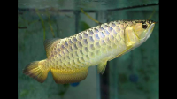 1.2米40宽80高的鱼缸能养银龙鱼吗？