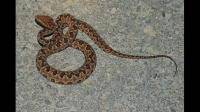 桂林雁山区有蛇吗
