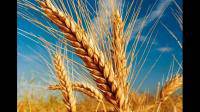 为什么小麦开花后含水量减少