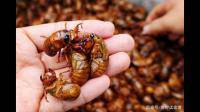 在河北省地区养殖蚕蛹和金蝉，如何销售出去？或者那些地方有回收的地方？
