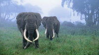 如果象群里的母象都没了，公象会照顾象群吗？