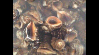 东风螺和海螺有粘液和重腥味怎么去除掉