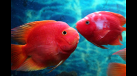 鹦鹉鱼喂什么能变得更红
