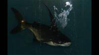 成吉思汗鲨怎么看出有没有寄生虫