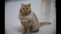 这个猫是什么品种的   是串串吗
