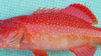 一种红色的海鱼。不知道学名。