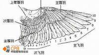 怎样给虎皮剪羽