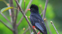 红黑嘴红爪黑短尾巴的鸟有哪几种