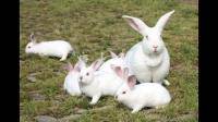 小兔子多大可以绝育？