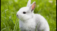 兔子眼睛看得见什么东西