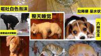 狗狗吐白沫和拉血该怎么办