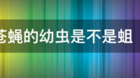 蛆是不是苍蝇小时候