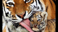 怎样学习老虎的咆哮声或吼叫声