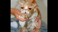 给猫洗澡后，把猫放在猫包里吹毛发，后面要带猫出去打针，猫不愿意再进去猫包了怎么办，反应激烈