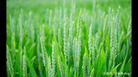 种小麦提前半天施肥有什么影响？