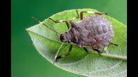 家里有很多茶翅蝽怎么赶走，为啥会有茶翅蝽