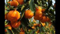 柑橘幼果不转绿怎么办？