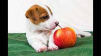 gl狗狗可以吃西柚吗?吃了差不多2小片