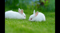在宿舍养兔子太臭了怎么办？