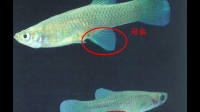这些鱼是要生了吗