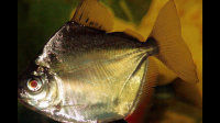十公分的银板鱼喂什么