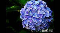 图片中的绣球花是哪个品种的呢？