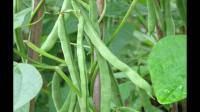 四季豆还是绿的但是挺大的了摘下来晒干可以当种子用吗
