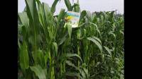 玉蜀黍是个什么东西