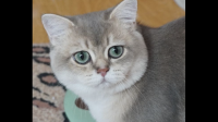 新生小猫咪得了溶血性贫血还有救吗？