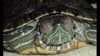 乌龟睁不开眼睛可以用蒲地蓝消炎片吗