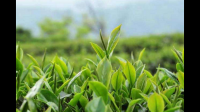 20世纪肯尼亚、印度、印度尼西亚是英国主要的茶叶输入国吗？