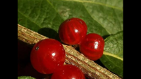 柞木树叶上长的红果是什么