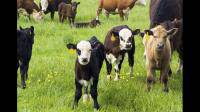 用于牛羊养殖的饲料尿素哪种比较好？