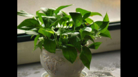 室内比较好养的植物是哪些？