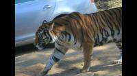北京野生动物园老虎伤的是谁