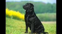 买了一个黑色的纯拉布拉多幼犬，950包邮飞机贵吗？