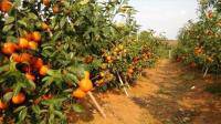 柑橘什么情况下需要施冬肥？