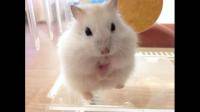 仓鼠在家丢了 在线等 急