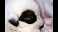 两个小白狗睡在一起，旁边睡着一只棕色的小狗，这幅图景象征着什么意思？