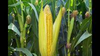 玉米为什么没有成为福建的优势作物