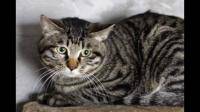 这只狸花猫好看吗