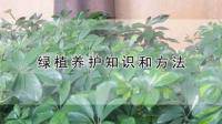 怎样养绿植？！