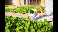 有机蔬菜难种吗，一般怎么种植？