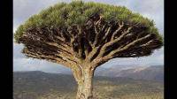 世界上什么树生命最长？
