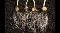 根据根系的构型，作物根系可以分为哪些种类？