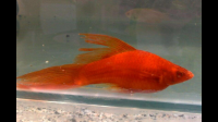 请问诸位知识渊博的哥哥姐姐们，请问这条整体带红色的鱼是什么鱼？急！！！！第一张是鱼身，第二张是鱼尾。