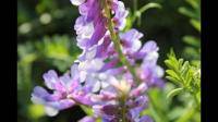 德国紫花苜蓿草种子品种有哪些？