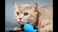 小猫与感染猫杯状病毒猫爪子互摸了会被传染吗