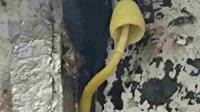 这种生长在地上的黄色孢子是什么菌